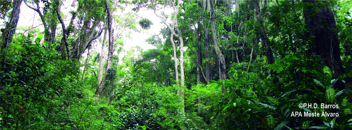Área de Proteção Ambiental Mestre Álvaro